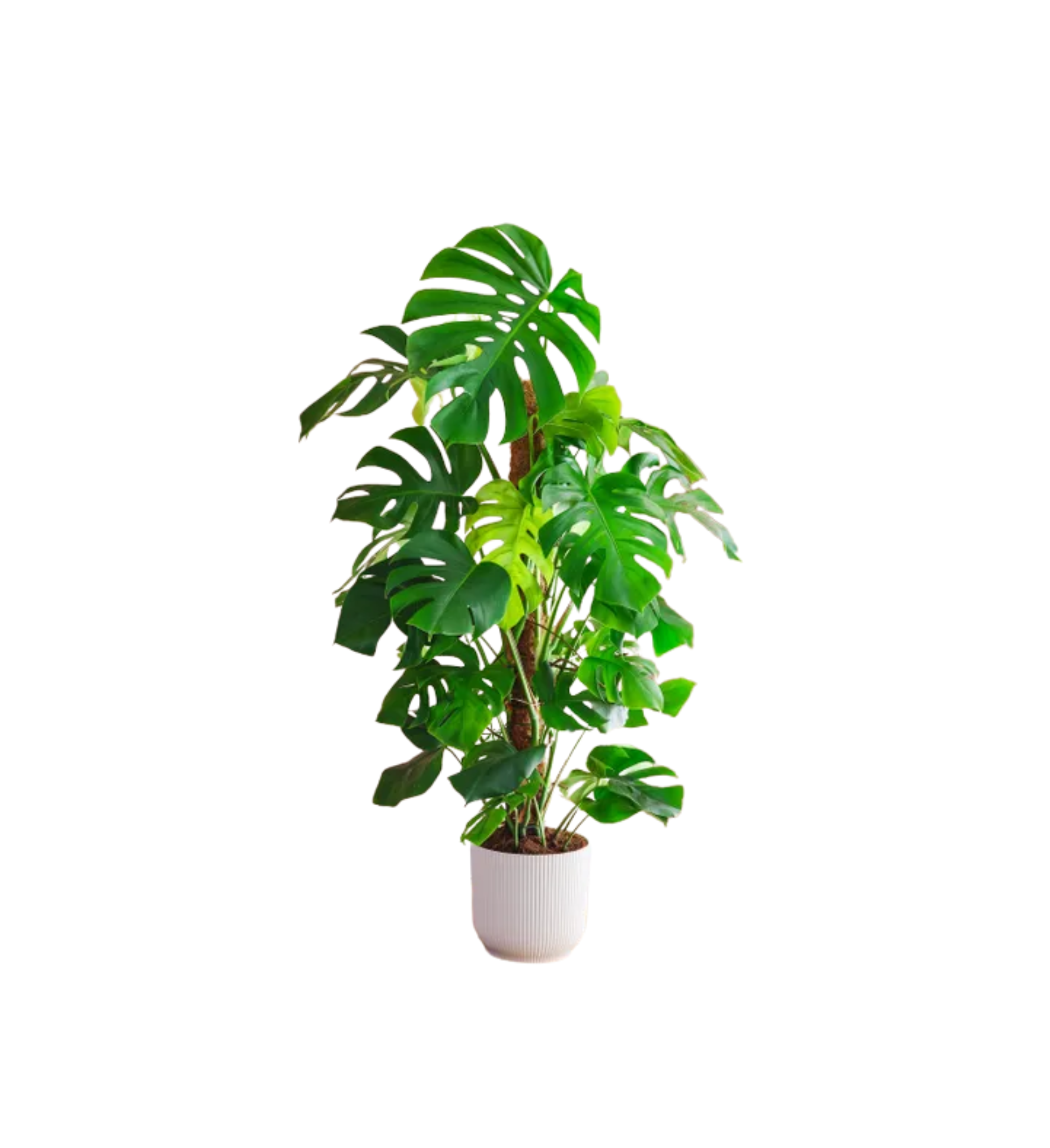 Swiss Cheese Plant